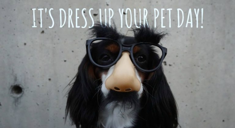 It’s National Dress Up Your Pet Day! Share Your Favorite Pet Photos