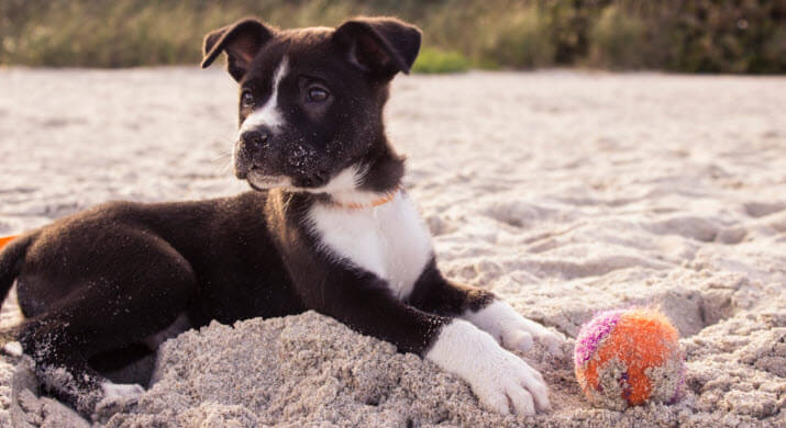 Celebrate National Puppy Day With These 25 Pawfect Gifts