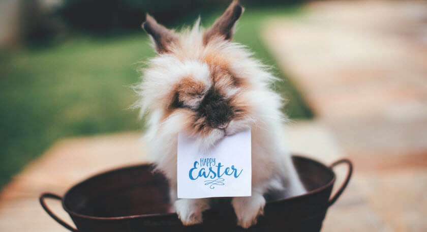 Easter Puns & Easter Sayings