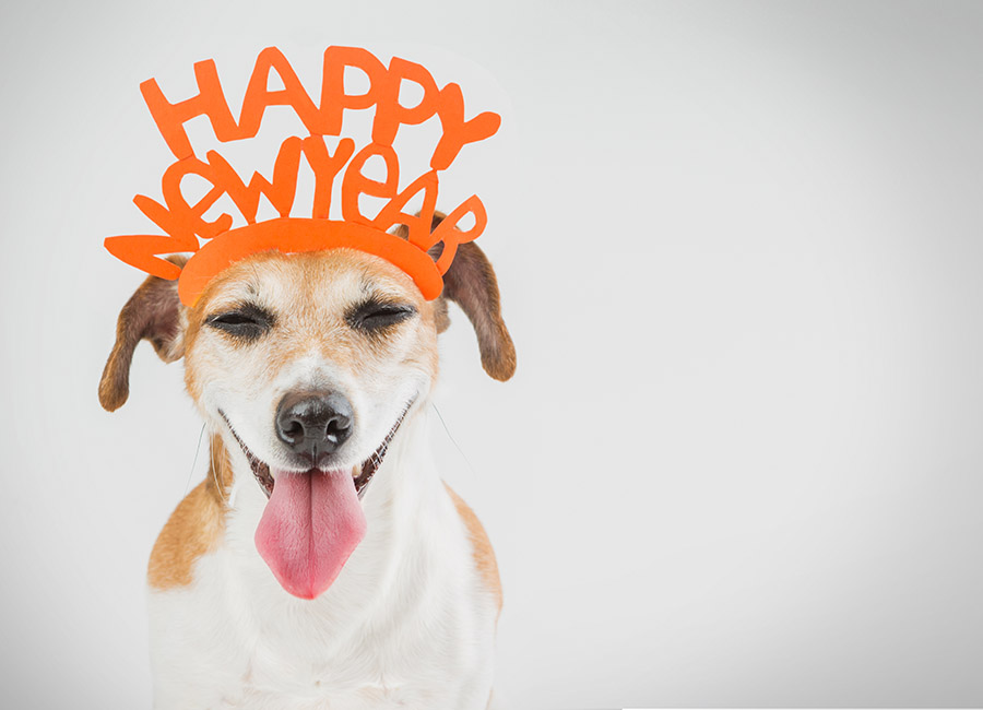 new years quotes with dog wearing happy new year hat