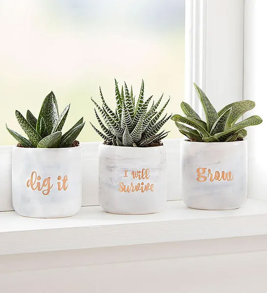 bridal shower gift ideas Plant of the Month Club