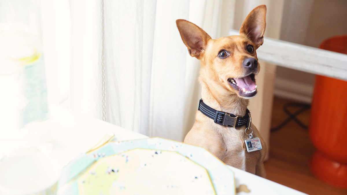 Ways to Celebrate National Dog Day Unique Gift Ideas More