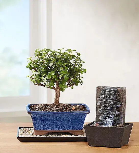 gifts for co-workers jade bonsai