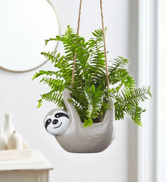 funny valentines gifts hanging fern